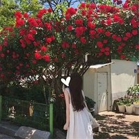 秋中坦然收获果实