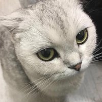 八毫升醋