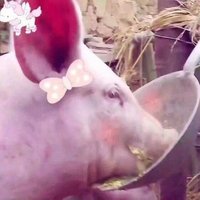 赖床锦标赛冠军